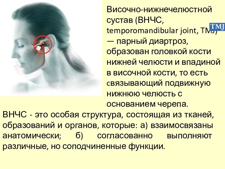 Височно-нижнечелюстной сустав (ВНЧС, temporomandibular joint, TMJ) — парный диартроз, образован головкой