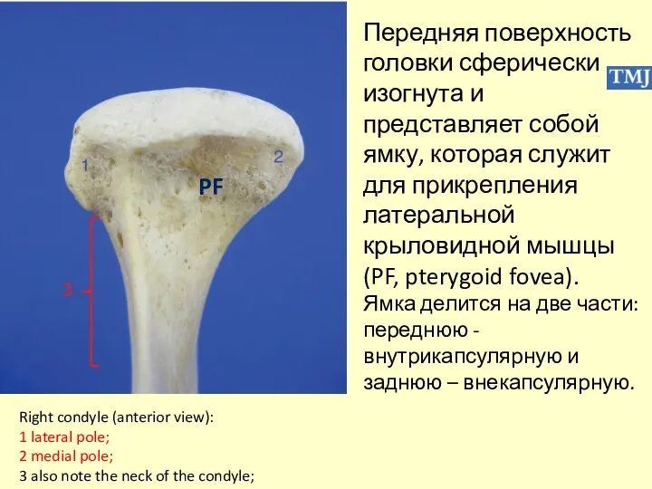 Right condyle (anterior view): 1 lateral pole; 2 medial pole; 3