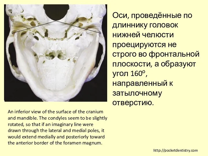 An inferior view of the surface of the cranium and mandible.