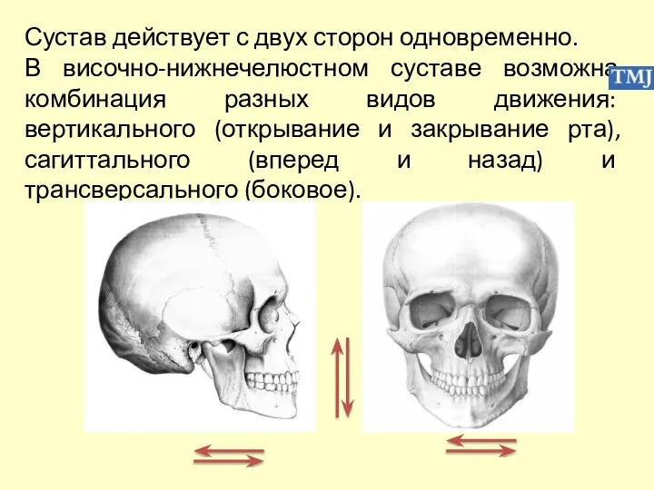 Сустав действует с двух сторон одновременно. В височно-нижнечелюстном суставе возможна комбинация