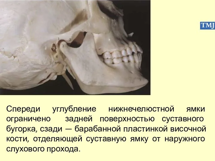 Спереди углубление нижнечелюстной ямки ограничено задней поверхностью суставного бугорка, сзади —