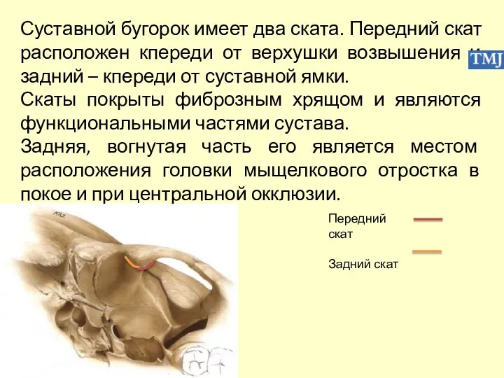 Суставной бугорок имеет два ската. Передний скат расположен кпереди от верхушки