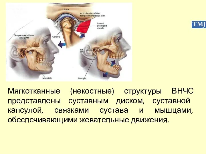 Мягкотканные (некостные) структуры ВНЧС представлены суставным диском, суставной капсулой, связками сустава и мышцами, обеспечивающими жевательные движения.