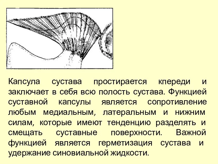 Капсула сустава простирается кпереди и заключает в себя всю полость сустава.