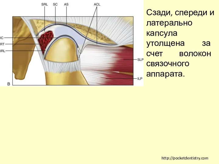 http://pocketdentistry.com Сзади, спереди и латерально капсула утолщена за счет волокон связочного аппарата.