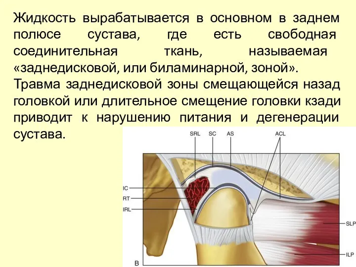 Жидкость вырабатывается в основном в заднем полюсе сустава, где есть свободная