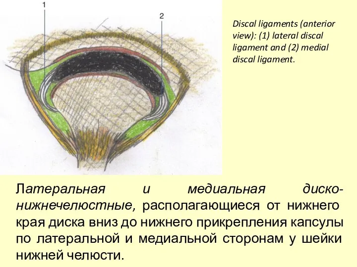 Discal ligaments (anterior view): (1) lateral discal ligament and (2) medial