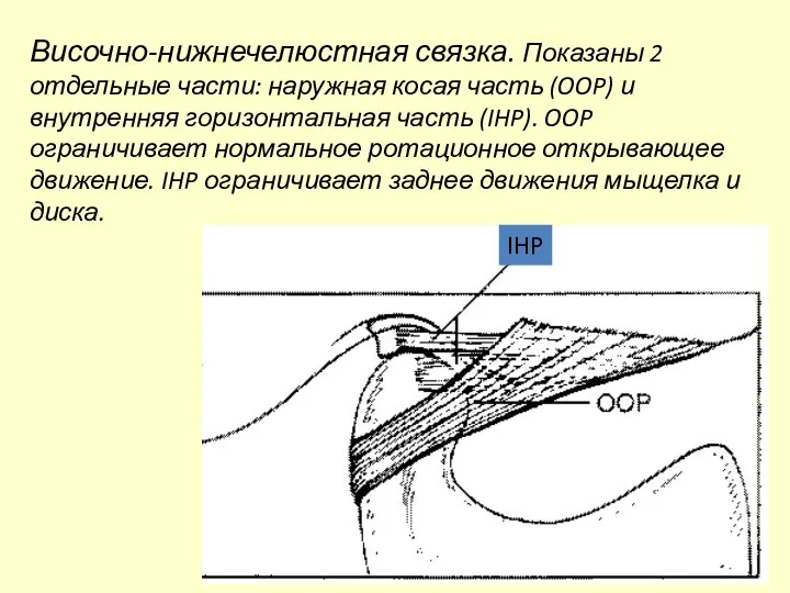 Височно-нижнечелюстная связка. Показаны 2 отдельные части: наружная косая часть (OOP) и