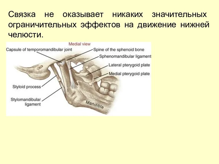 Связка не оказывает никаких значительных ограничительных эффектов на движение нижней челюсти.