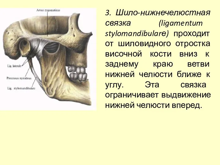 3. Шило-нижнечелюстная связка (ligamentum stylomandibularе) проходит от шиловидного отростка височной кости