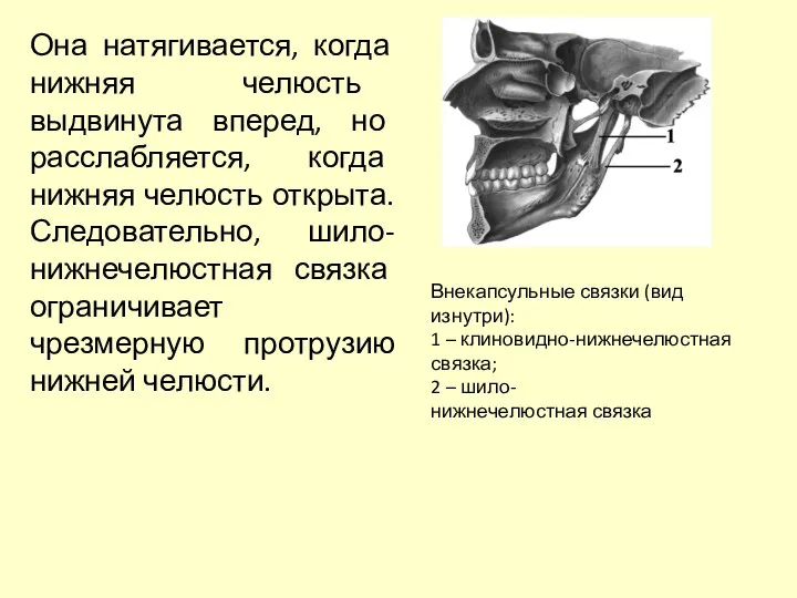 Внекапсульные связки (вид изнутри): 1 – клиновидно-нижнечелюстная связка; 2 – шило-