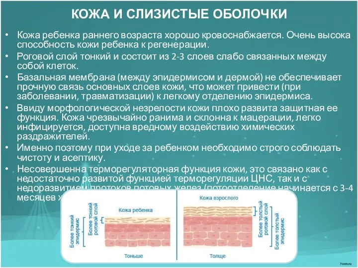 КОЖА И СЛИЗИСТЫЕ ОБОЛОЧКИ Кожа ребенка раннего возраста хорошо кровоснабжается. Очень