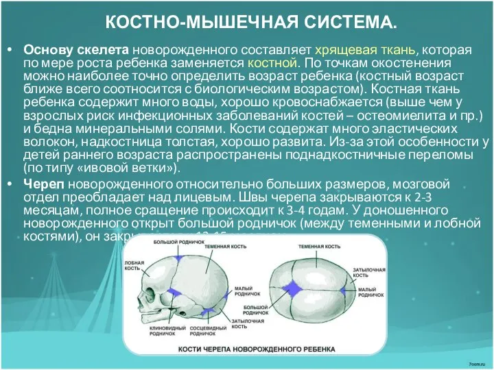 КОСТНО-МЫШЕЧНАЯ СИСТЕМА. Основу скелета новорожденного составляет хрящевая ткань, которая по мере