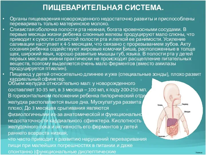 ПИЩЕВАРИТЕЛЬНАЯ СИСТЕМА. Органы пищеварения новорожденного недостаточно развиты и приспособлены переваривать только