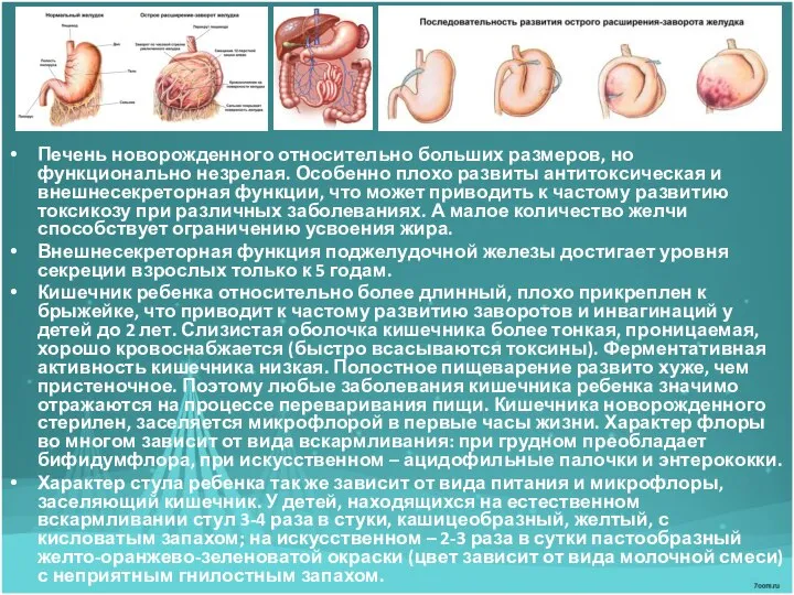 Печень новорожденного относительно больших размеров, но функционально незрелая. Особенно плохо развиты