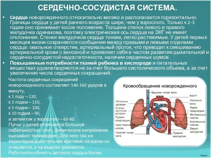 СЕРДЕЧНО-СОСУДИСТАЯ СИСТЕМА. Cердце новорожденного относительно велико и располагается горизонтально. Границы сердца