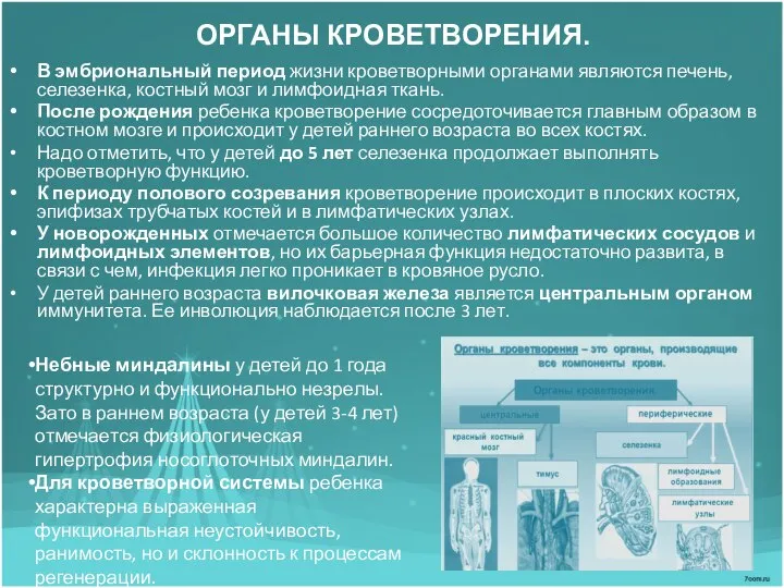 ОРГАНЫ КРОВЕТВОРЕНИЯ. В эмбриональный период жизни кроветворными органами являются печень, селезенка,