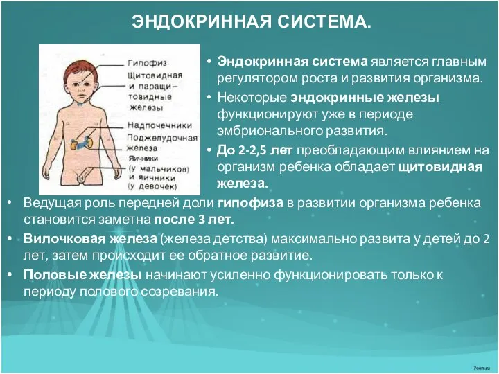 ЭНДОКРИННАЯ СИСТЕМА. Эндокринная система является главным регулятором роста и развития организма.