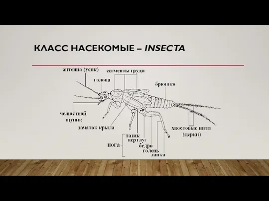 КЛАСС НАСЕКОМЫЕ – INSECTA