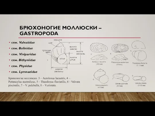 БРЮХОНОГИЕ МОЛЛЮСКИ – GASTROPODA сем. Valvatidae сем. Bulinidae сем. Viviparidae сем.