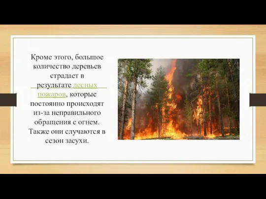 Кроме этого, большое количество деревьев страдает в результате лесных пожаров, которые