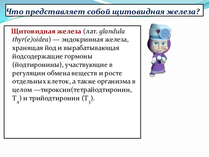 Что представляет собой щитовидная железа? Щитовидная железа (лат. glandula thyr(e)oidea) —