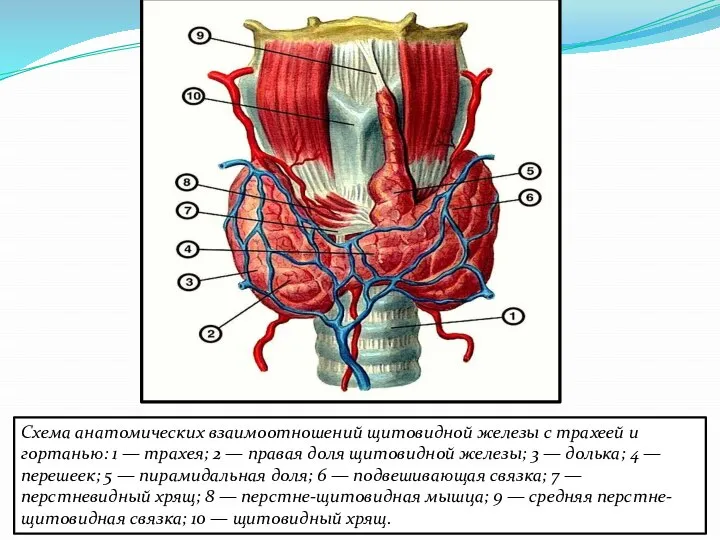 Схема анатомических взаимоотношений щитовидной железы с трахеей и гортанью: 1 —