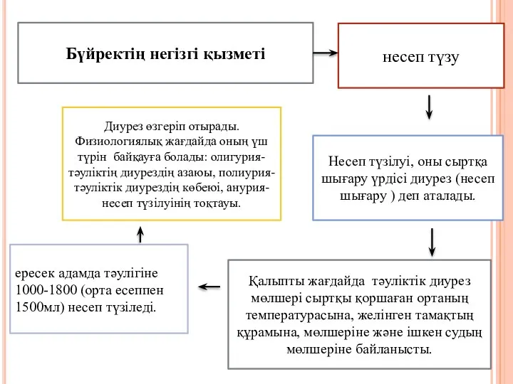 Бүйректің негізгі қызметі Несеп түзілуі, оны сыртқа шығару үрдісі диурез (несеп