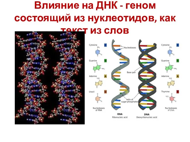 Влияние на ДНК - геном состоящий из нуклеотидов, как текст из слов