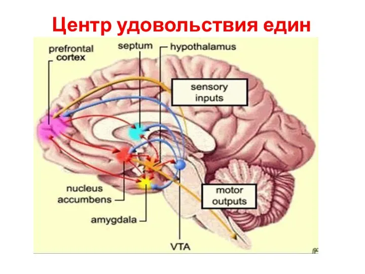 Центр удовольствия един