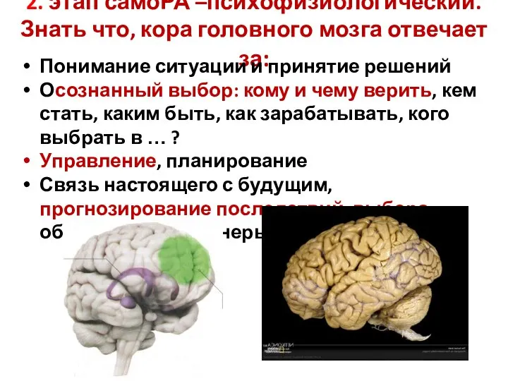 2. этап самоРА –психофизиологический. Знать что, кора головного мозга отвечает за: