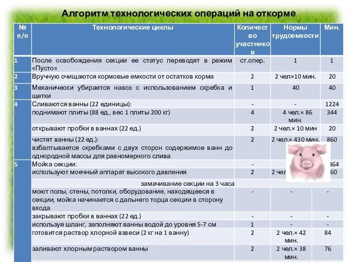 Алгоритм технологических операций на откорме