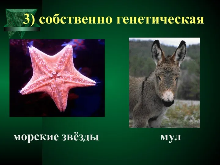 3) собственно генетическая морские звёзды мул