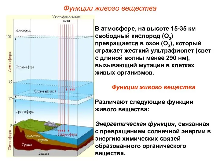 В атмосфере, на высоте 15-35 км свободный кислород (О2) превращается в