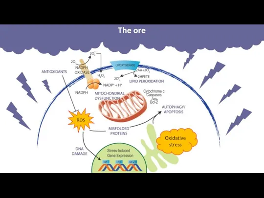 ROS Oxidative stress