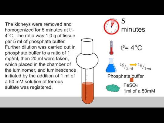 The kidneys were removed and homogenized for 5 minutes at t°-