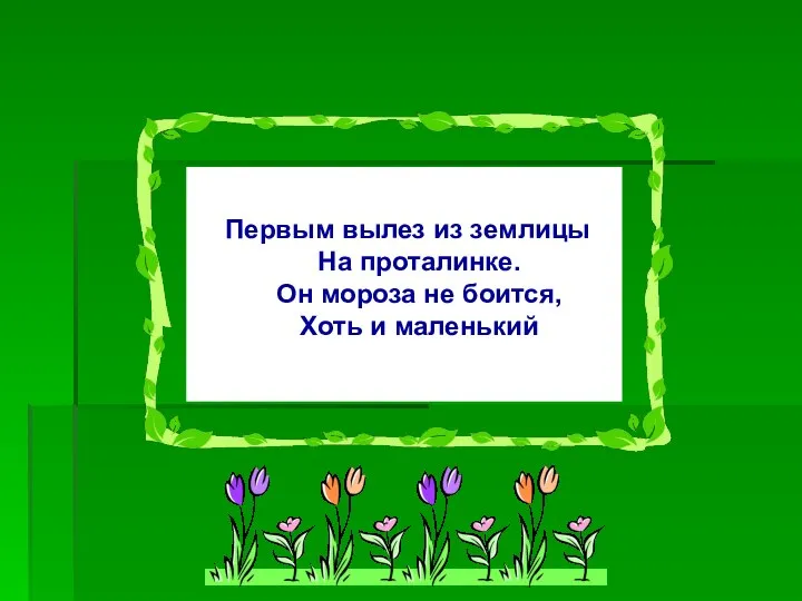 Первым вылез из землицы На проталинке. Он мороза не боится, Хоть и маленький