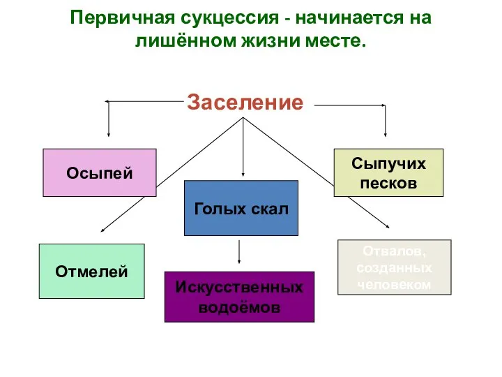 Первичная сукцессия - начинается на лишённом жизни месте. Заселение Осыпей Сыпучих