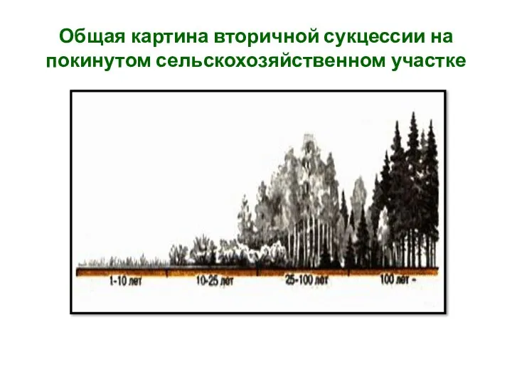 Общая картина вторичной сукцессии на покинутом сельскохозяйственном участке