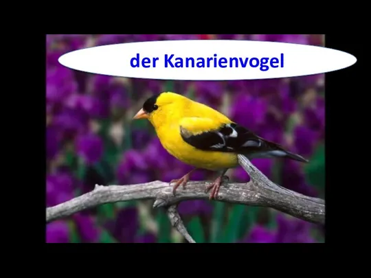 der Kanarienvogel