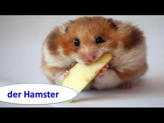 der Hamster