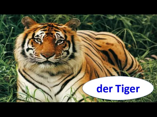 der Tiger