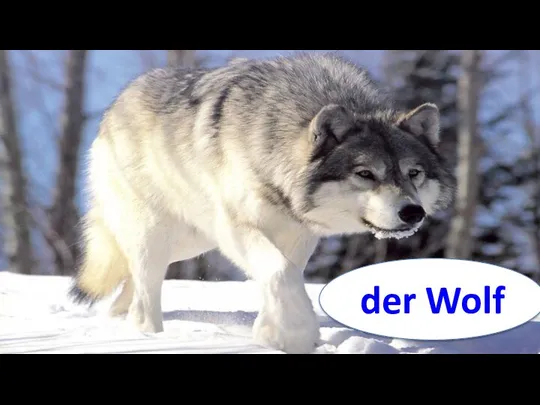 der Wolf