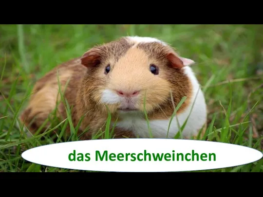 das Meerschweinchen