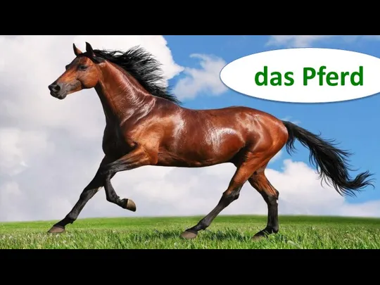 das Pferd