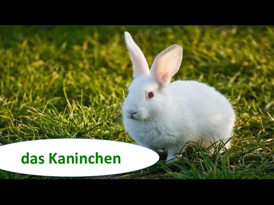 das Kaninchen