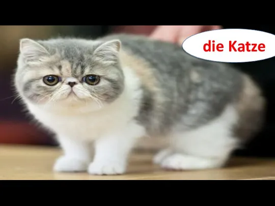 die Katze