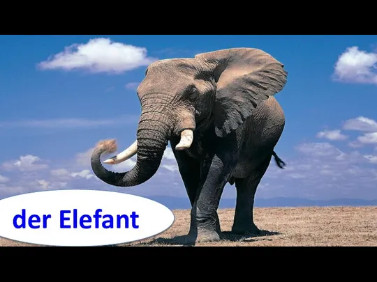 der Elefant