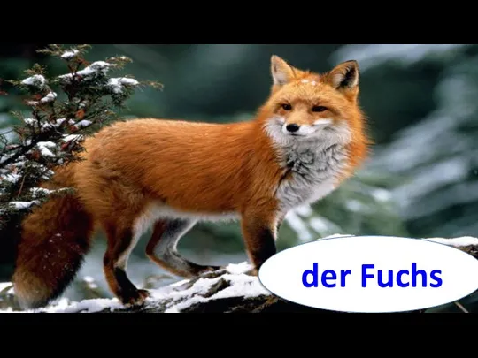 der Fuchs