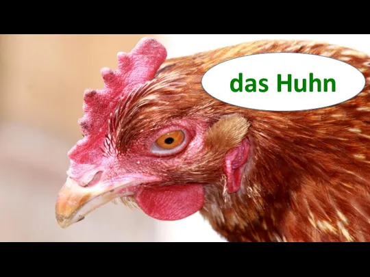 das Huhn